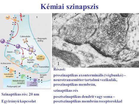 szinaptikus.jpg